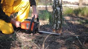 Reliable Pocola, OK Tree Removal Services Solutions